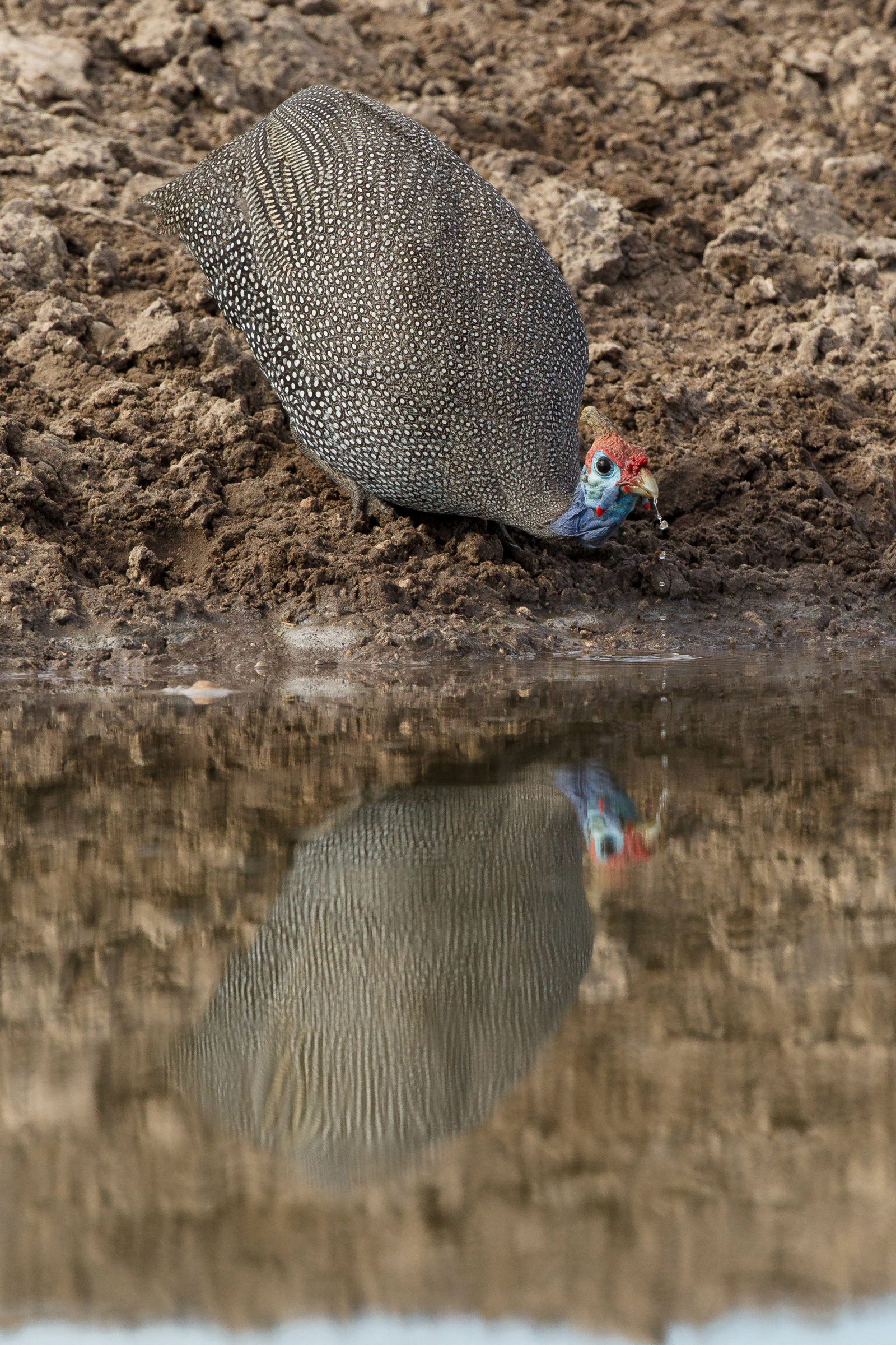 Dinaka Lodge Dinaka Lodge: Helmperlhühner