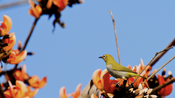 Bagh Villas: Oriental White Eye