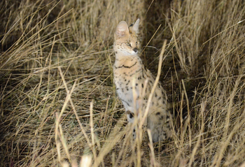 Camp Hwange: Serval