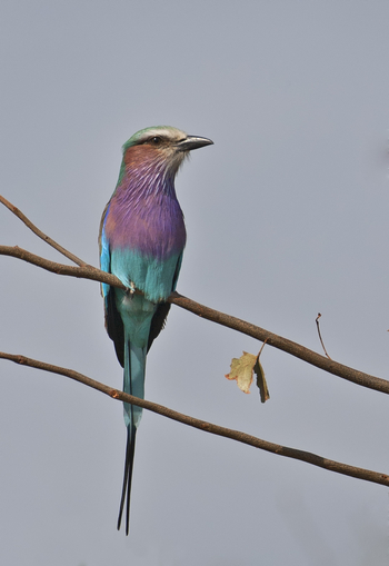 Chilo Gorge Safari Lodge: Gabelracke - Lilac Breasted Roller - Coracia Caudata