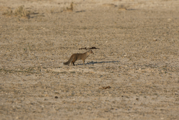 Dolomite Camp: Yellow Mongoose