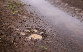 Governors' Mugie: Lion Tracking