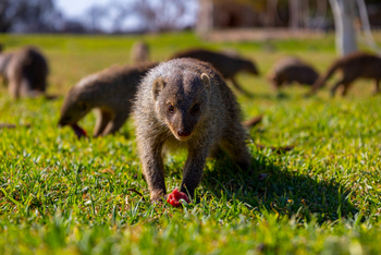 Harnas Guest Farm Harnas Guest Farm: Zebramanguste