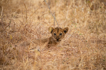 Ikuka Safari Camp: Löwenbaby