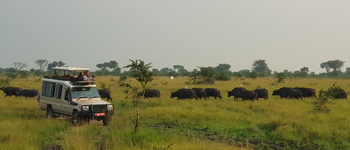 Ishasha Wilderness Camp: Büffelherde