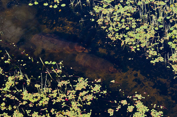 Jacana Camp: Nilpferde in einem Kanal