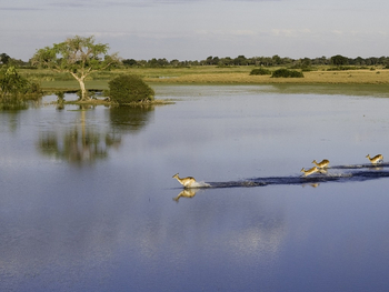 Jacana Camp: Rote Moorantilopen im Wasser