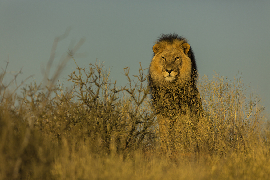 Kalahari Game Lodge