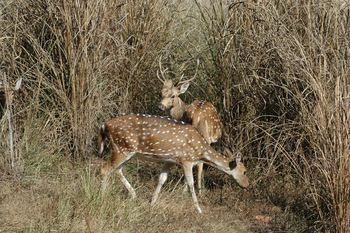 Kanha Jungle Lodge: Axishirsche