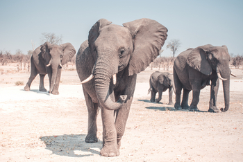 Lebala Camp Lebala Camp: Elefantengruppe