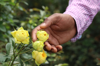 Loldia House: Gelbe Rosen