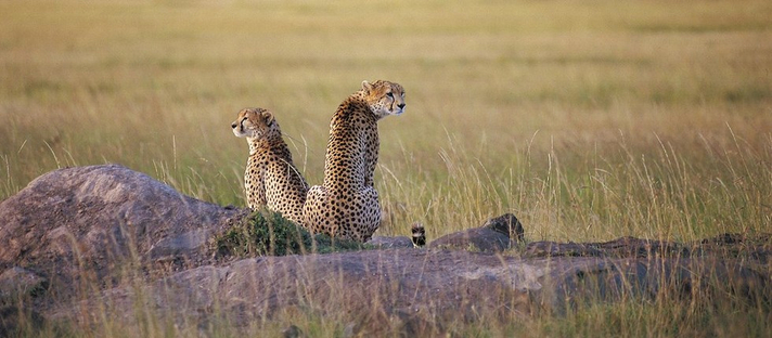 Mara River Post: Geparden Tansania