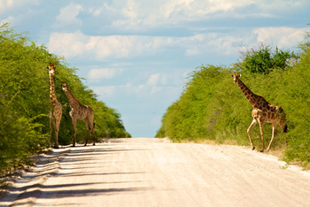Mokuti Etosha Lodge: Giraffen