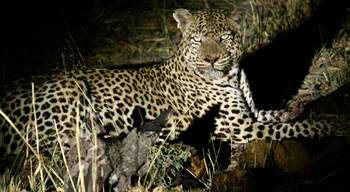 Nambwa Tented Lodge: Leopard bei Nacht