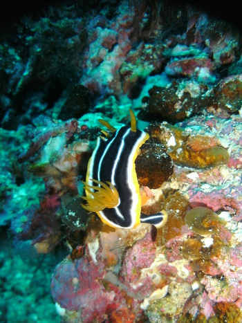 Nuarro Lodge: Schwarz Weiß Gelb