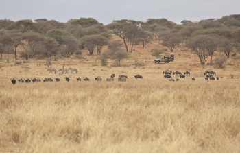 Oliver's Camp: Game Drive