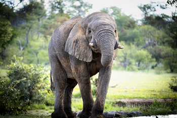 Ongava Tented Camp: Trinkender Elefant