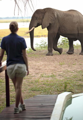 Sausage Tree Camp: Elefant im Camp