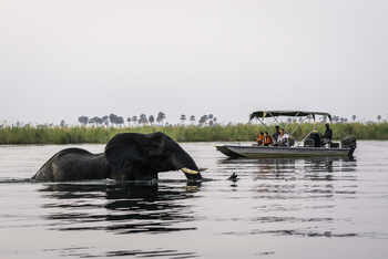 Savuti Camp Savuti Camp: Schwimmender Elefant