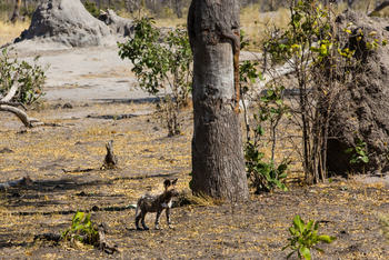 Selinda Explorers Camp Selinda Explorers Camp: Wildhundwelpe