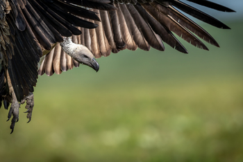 Serian Camps: Kapgeier