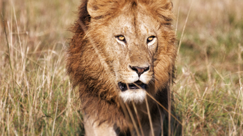 Serian Camps: Männlicher Löwe