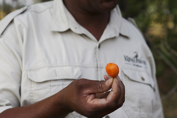 Shinde Lodge Shinde Lodge: Poison Apple