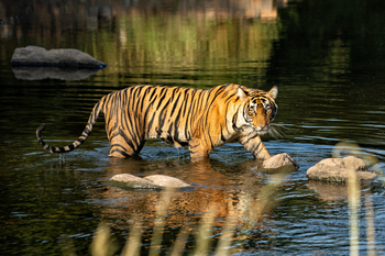 Sujan Sher Bagh: Tiger im See
