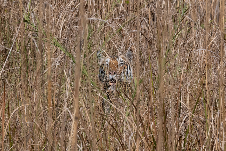 The Oberoi Vindhyavilas Wildlife Resort