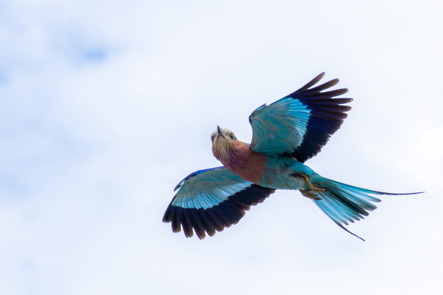 UOBS Chobe National Park