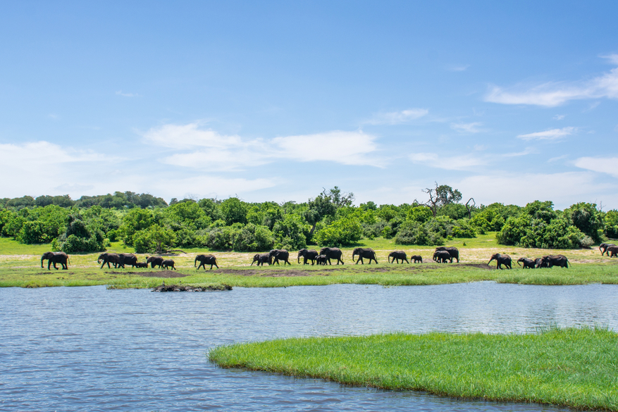 UOBS Chobe National Park