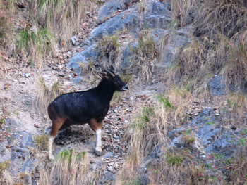 Vanghat: Himalayan Serow