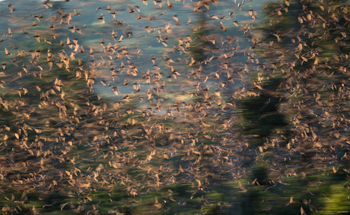 Wasa Lodge: Dynamische Flughundwolken