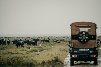 Wayo Serengeti Green Camp: Gnu und Zebraherde