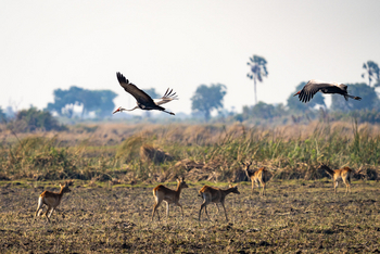 Abu Camp Abu Camp: Fliegende Klunkerkraniche