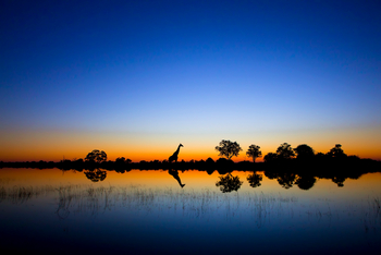 Camp Khwai: Ikonisch Giraffe