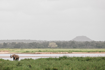 Chilo Ivory Trail Adventure: Elefant am Runde-Ufer