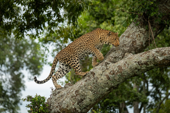 Cottar's 1920s Safari Camp: Kletternder Leopard