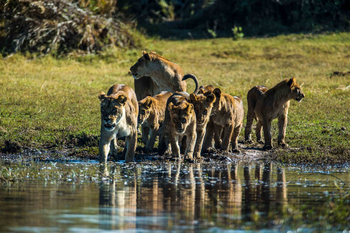Duba Plains Camp: Löwenrudel