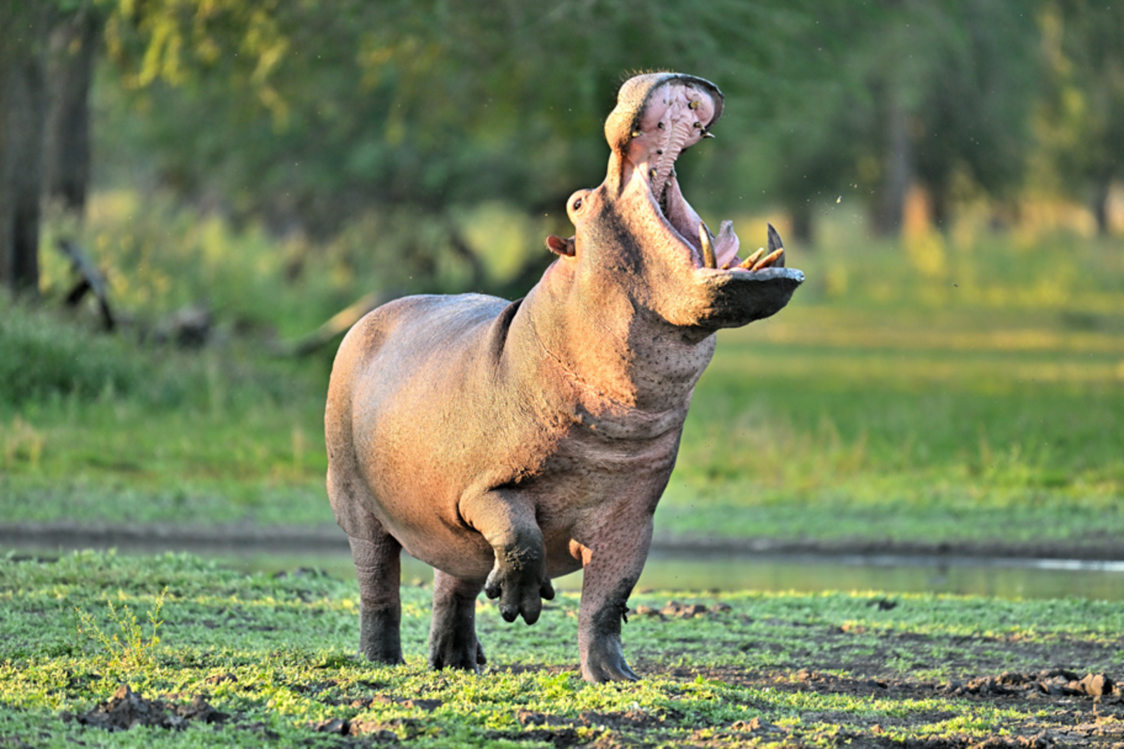 Gorongosa Safaris Gorongosa Safaris