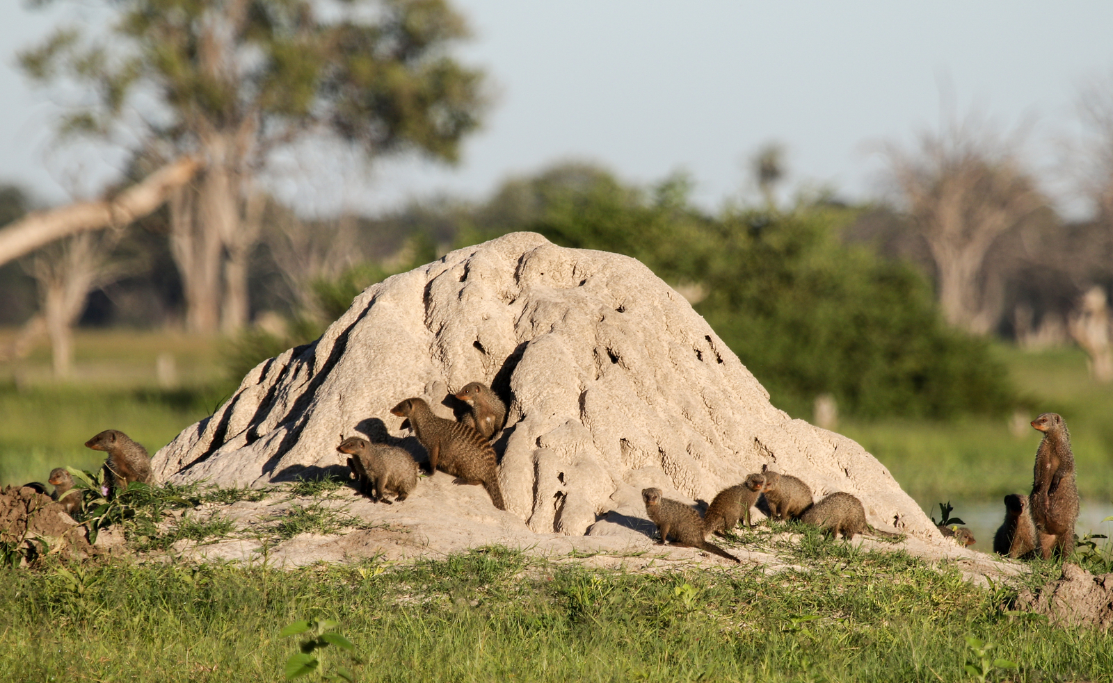 Imvelo Safaris Imvelo Safaris: Streifenmangusten auf Termitenhügel