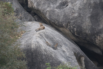Jawai Jawai: Leopardin mit Jungtieren