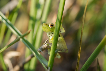 Kanana Camp: Riedfrosch