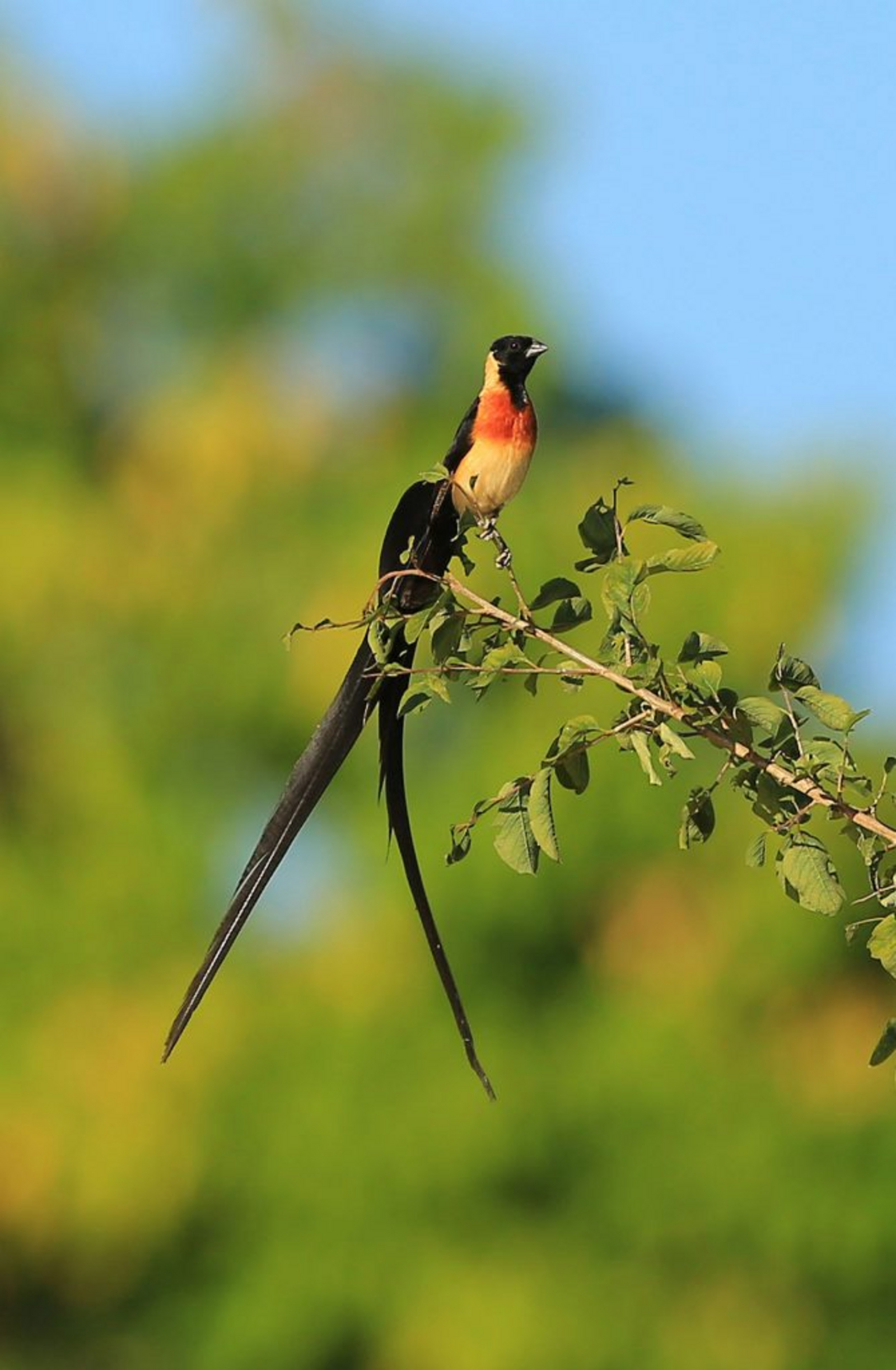 Kavinga Safari Camp Kavinga Safari Camp: Long-tailed Paradise Wydah