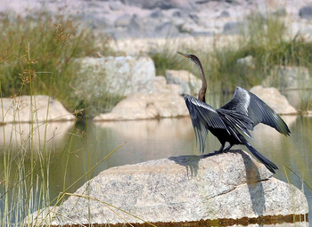 Ken River Lodge: Oriental Darter