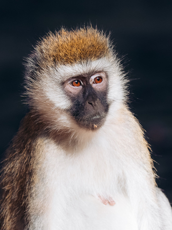 Kisima Ngeda Camp: Vervet Monkey