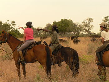 Kujwana Camp: Büffelherde in Begleitung eines Pferdes