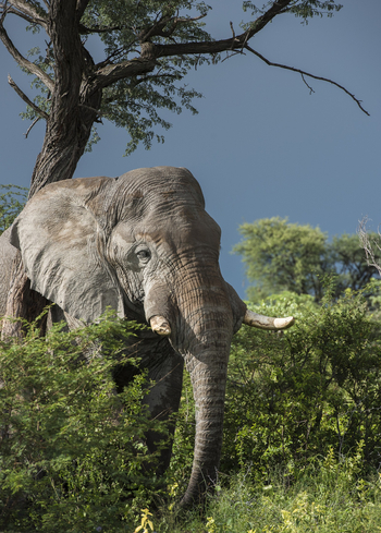 Leopard Plains: Elefantenbulle