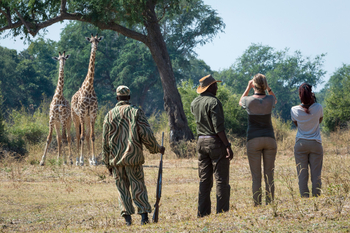 Luangwa Bush Camping Luangwa Bush Camping: Walking Safari