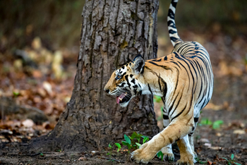 Meru Vann: Pirschender Tiger